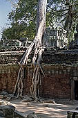 Ta Prohm temple - silk-cotton trees rising over the ruins 